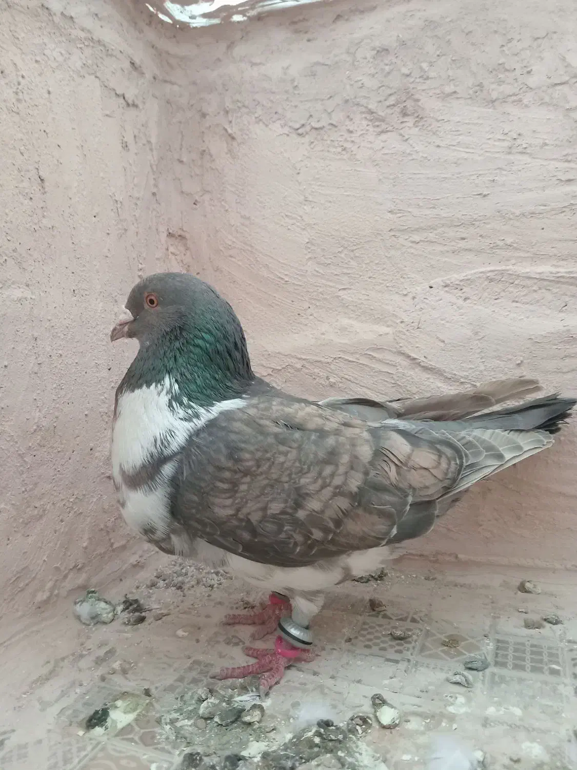 کبوتر صید|پرنده|اسفراین, |دیوار