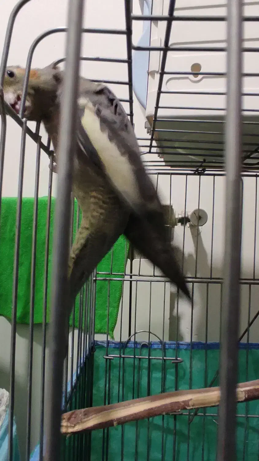 ماده عروس هلندی|پرنده|محمدیه-قزوین, |دیوار