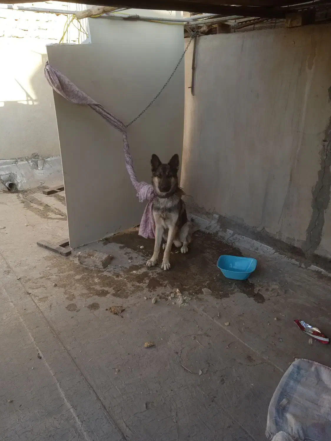 سگ گرگی|سگ|قم, علی آباد سعدگان|دیوار