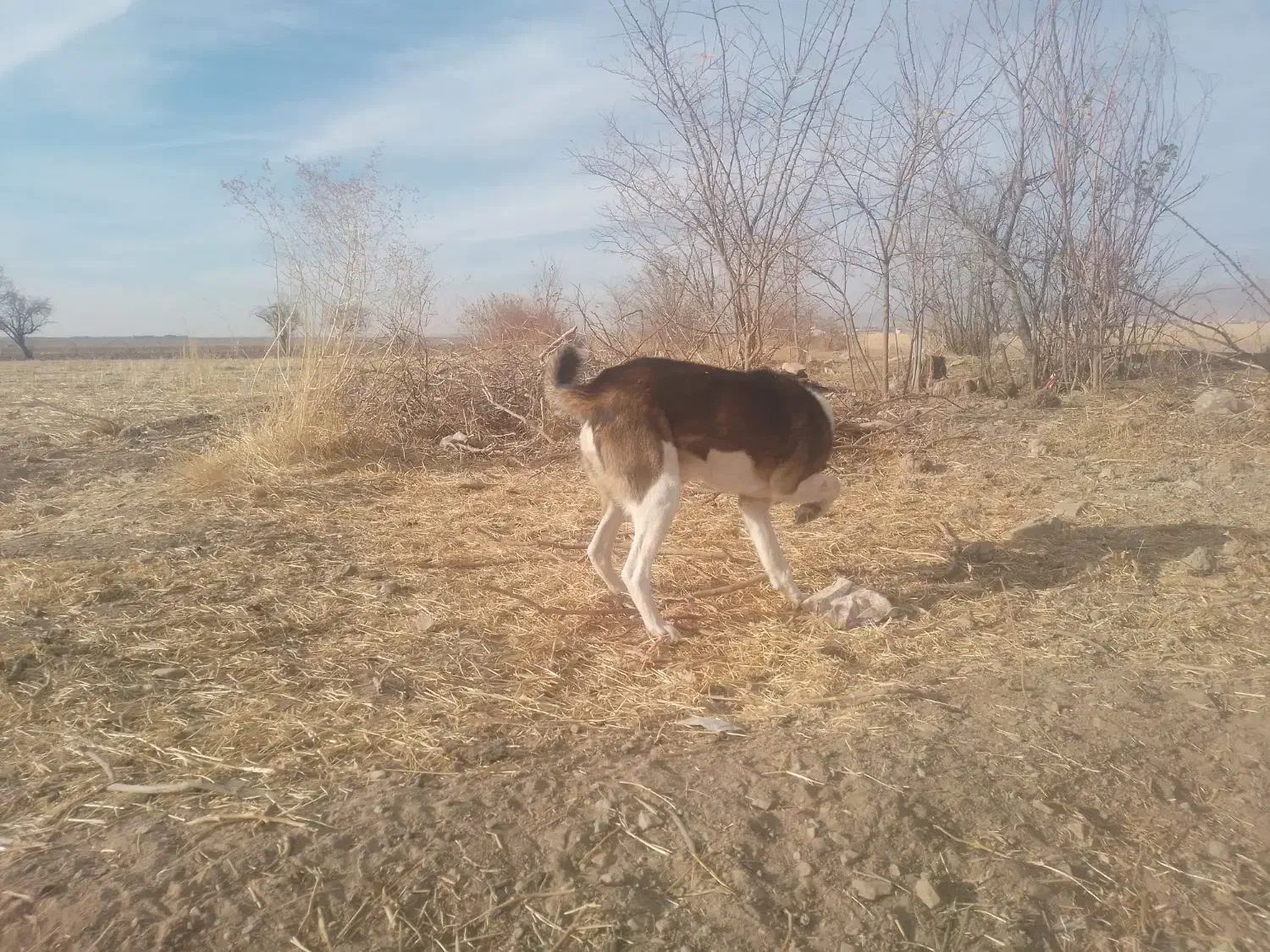 واگذاری سگ خراسانی|سگ|آبکوه, |دیوار