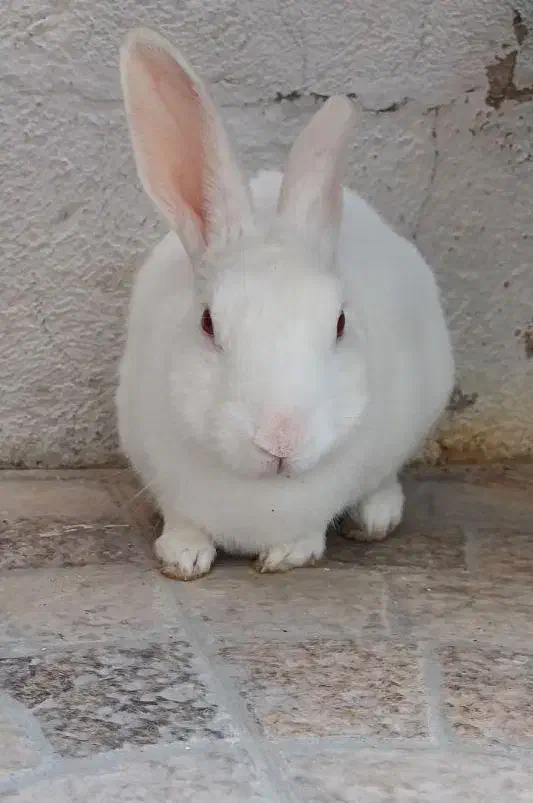 خرگوش|موش و خرگوش|بوشهر, |دیوار