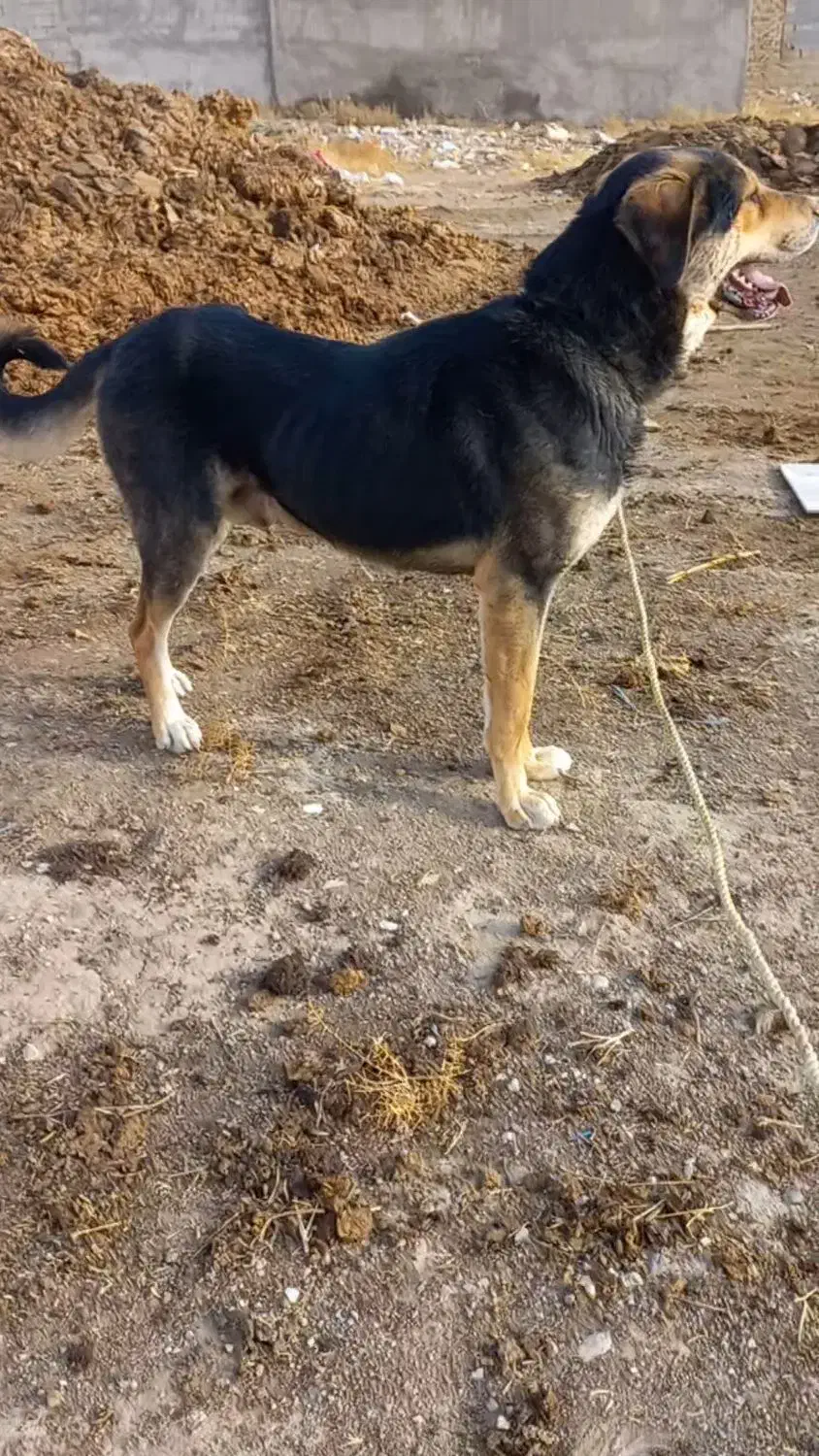 نگهبان سفت عراقی|سگ|کبودرآهنگ, |دیوار