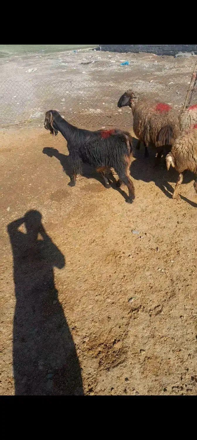 میش وبره|حیوانات مزرعه|کنگاور, |دیوار