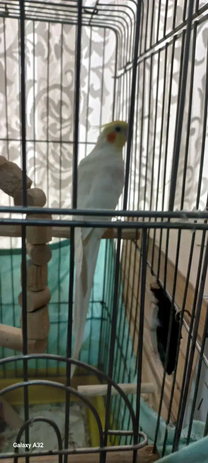 طوطی عروس مولد سخنگو خانگی،معاوضه|پرنده|کرج, باغستان|دیوار