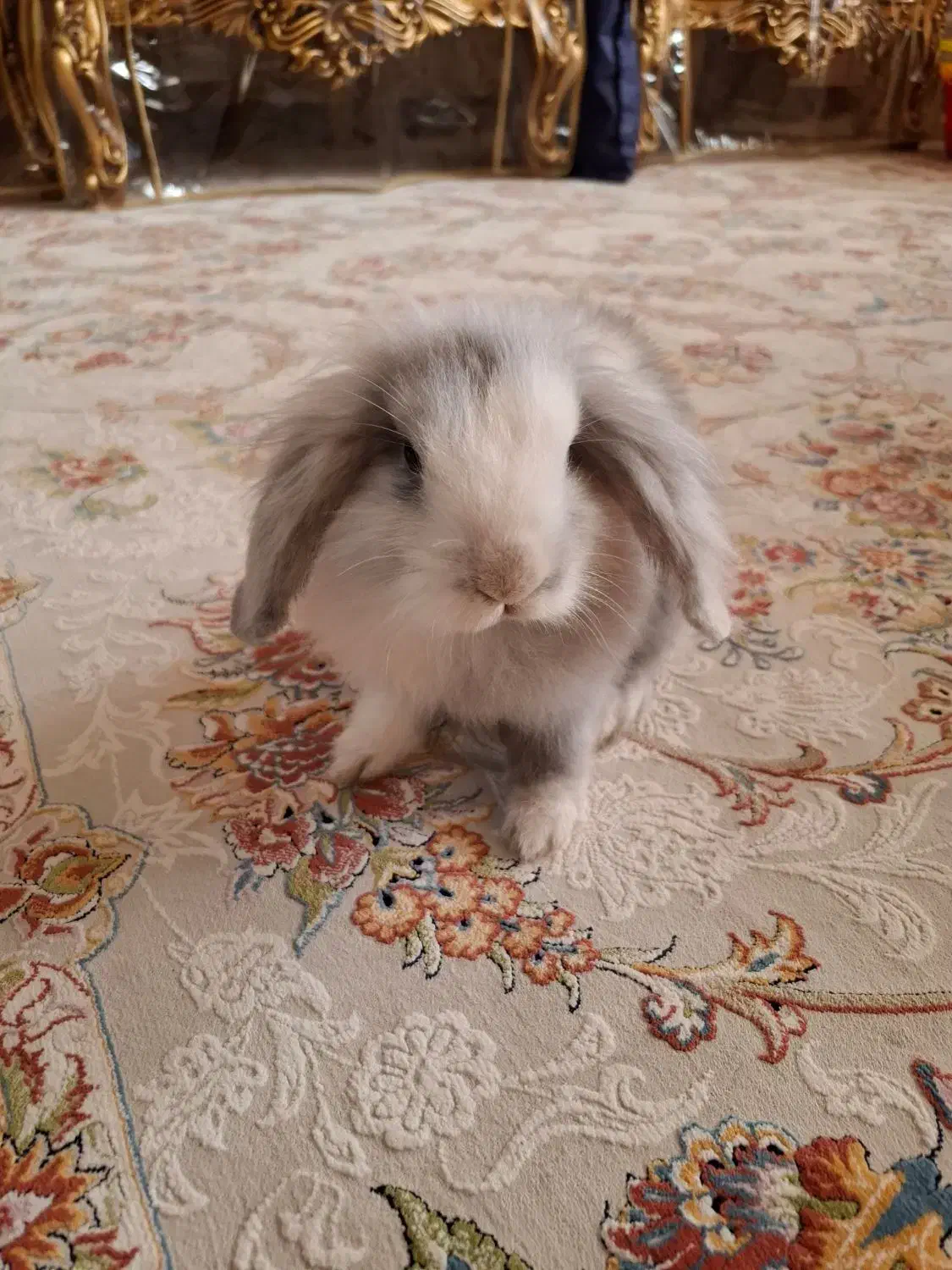 خرگوش لوپ یک ماهه بازیگوش|موش و خرگوش|اصفهان, سپاهان‌شهر|دیوار