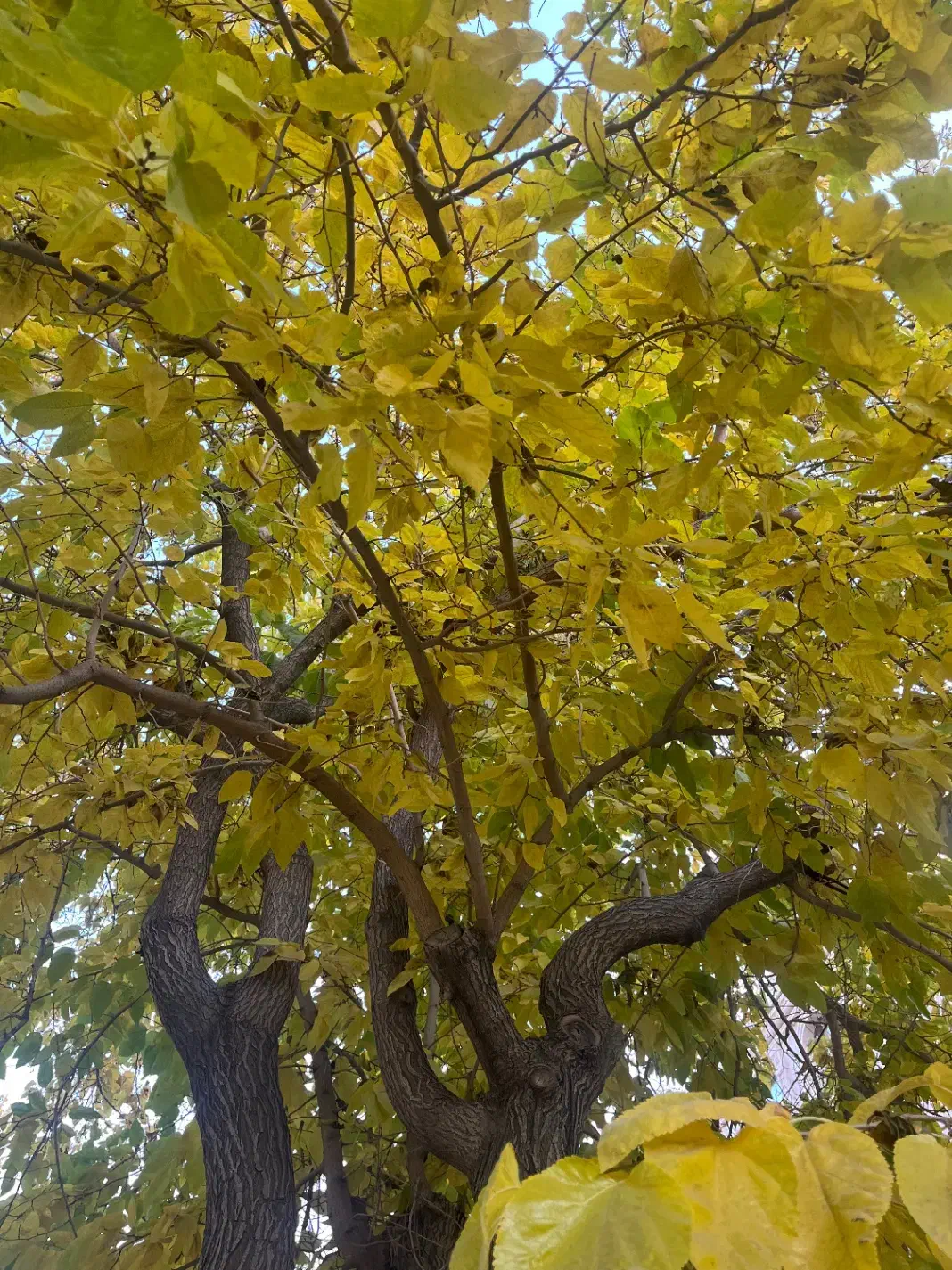 فروش حواله سهند|خودرو سواری و وانت|شهرکرد, |دیوار