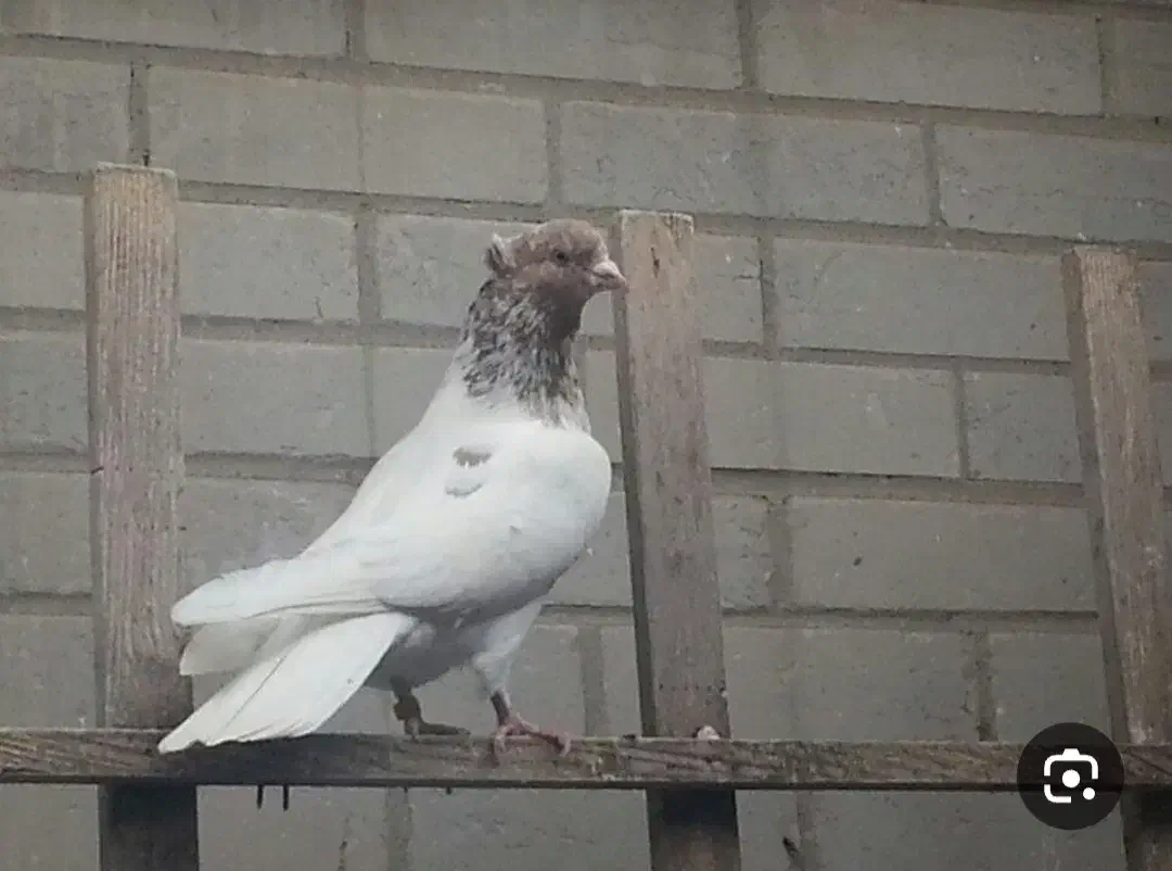 قفل کتابی نو معاوضه با یک جفت کفتر تهرانی|پرنده|خرقان, |دیوار