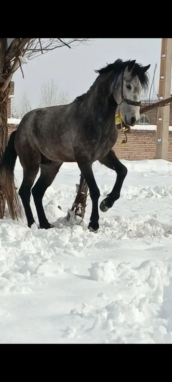 اسب نر ۵سال|اسب و تجهیزات اسب‌سواری|سیلوانه, |دیوار