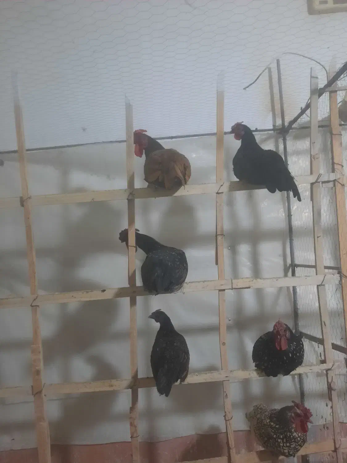 خروس چینی خوش رنگ سن بین ۶ماه الی ۱سال|حیوانات مزرعه|گناباد, |دیوار