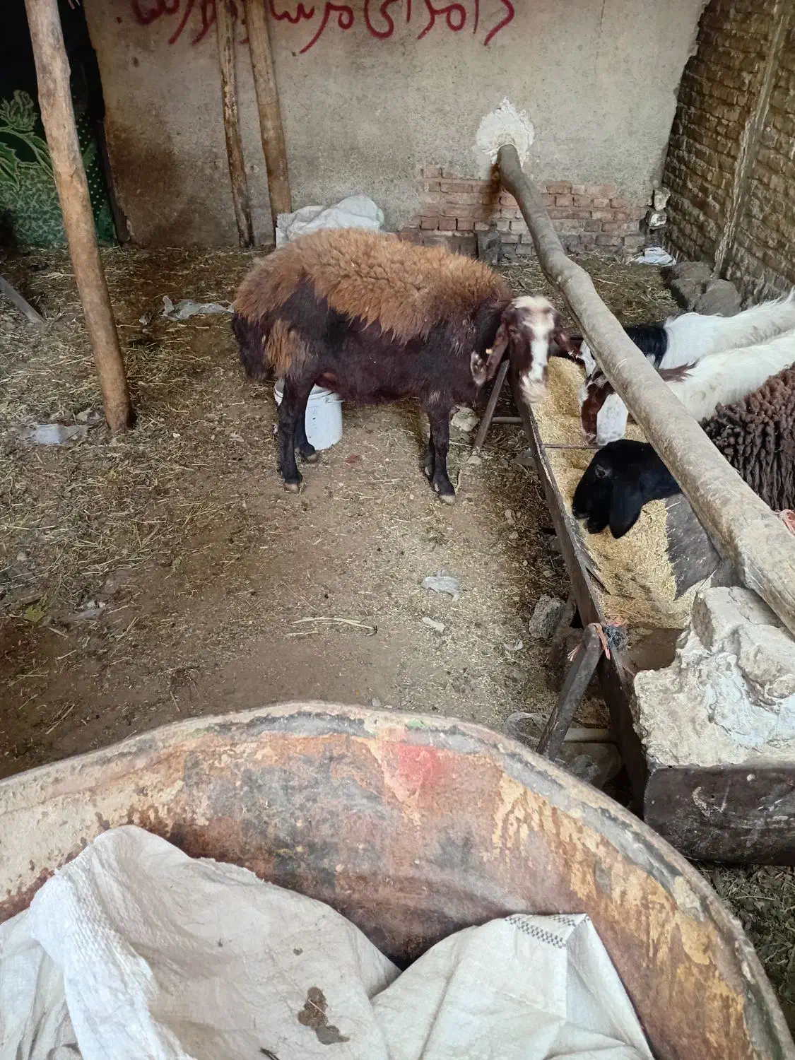 گوسفند فروشی کوهستان|حیوانات مزرعه|کوهسار (البرز), |دیوار