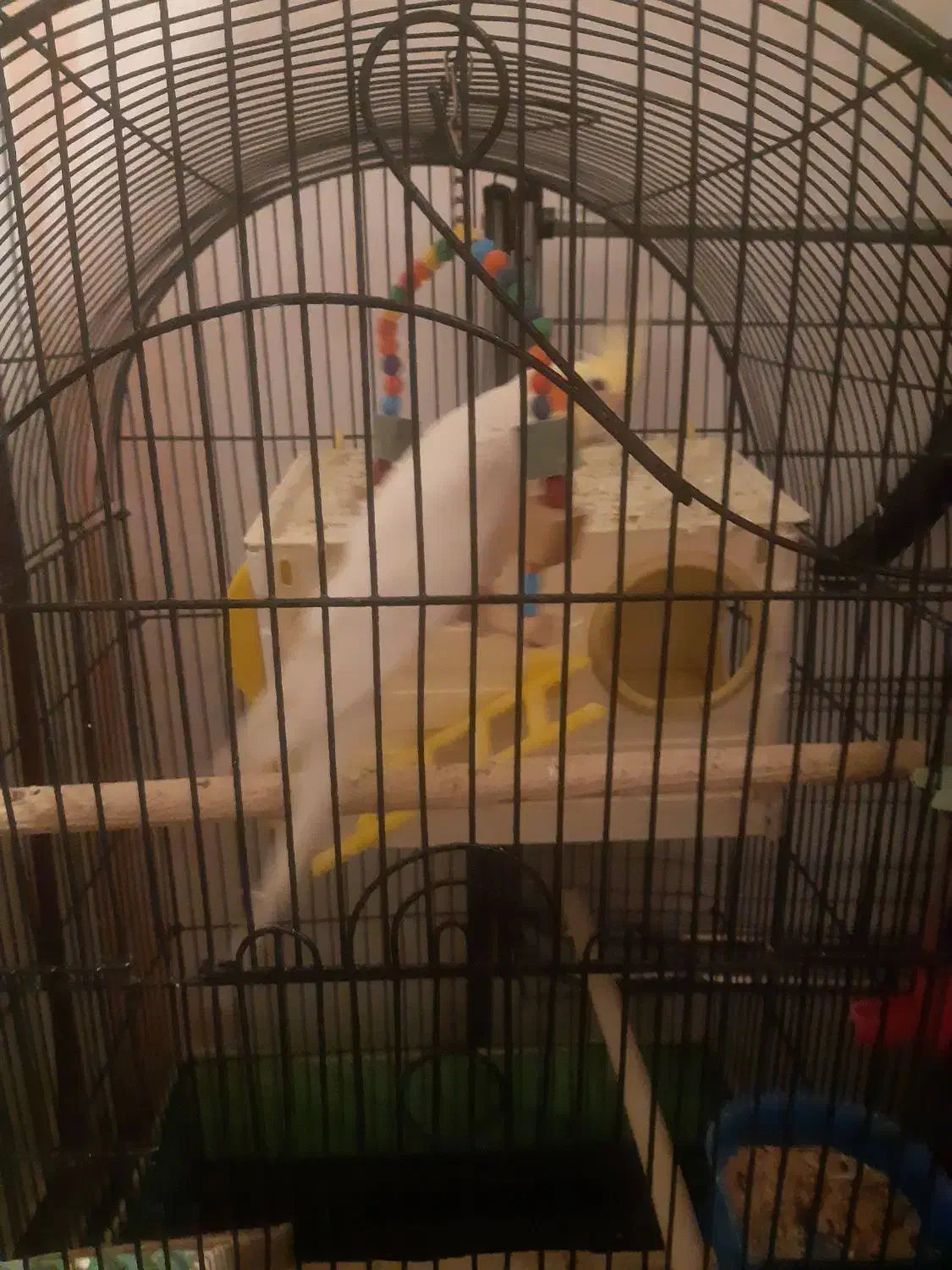 عروس هلندی|پرنده|صباشهر, |دیوار