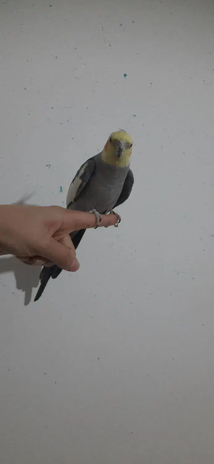 عروس هلندی|پرنده|ساوه, |دیوار