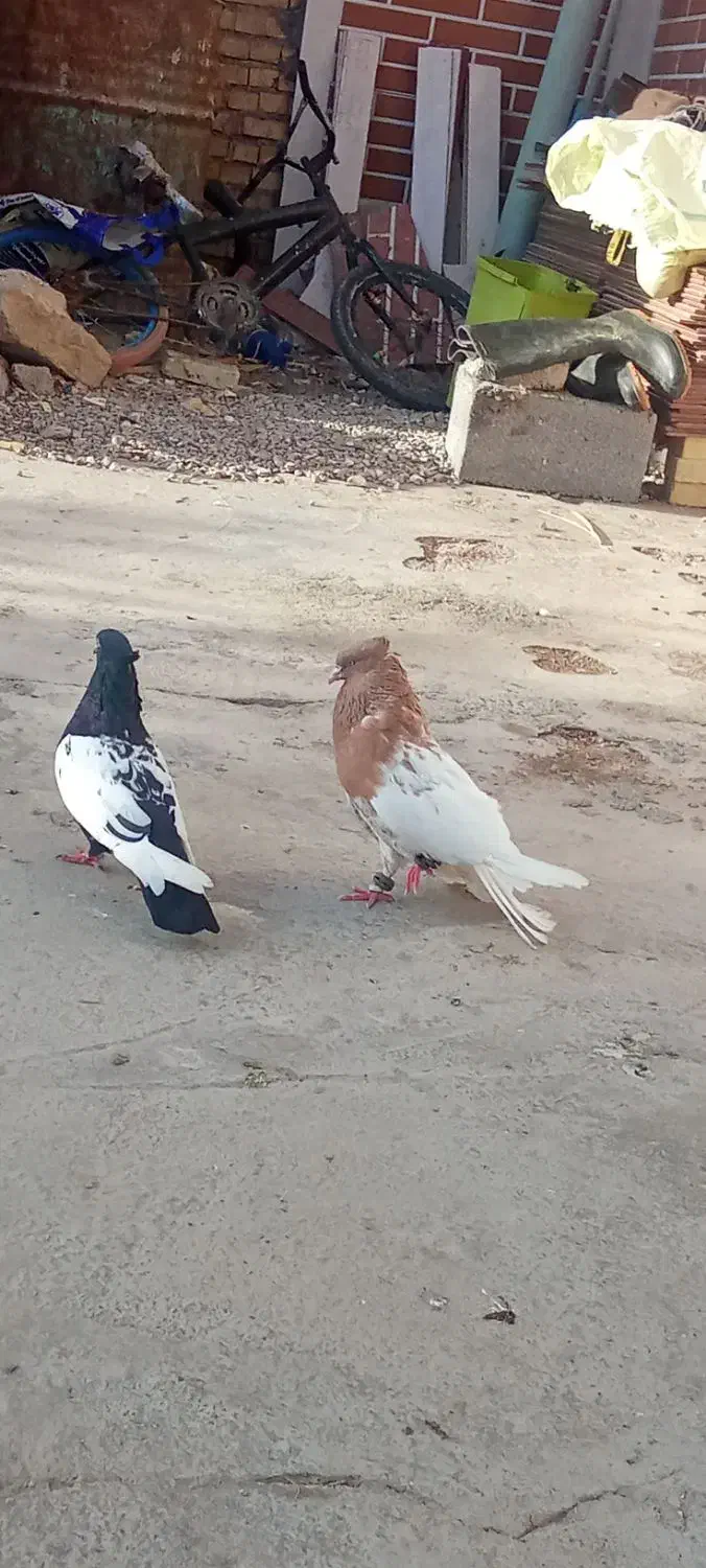 کبوتر|پرنده|گتوند, |دیوار