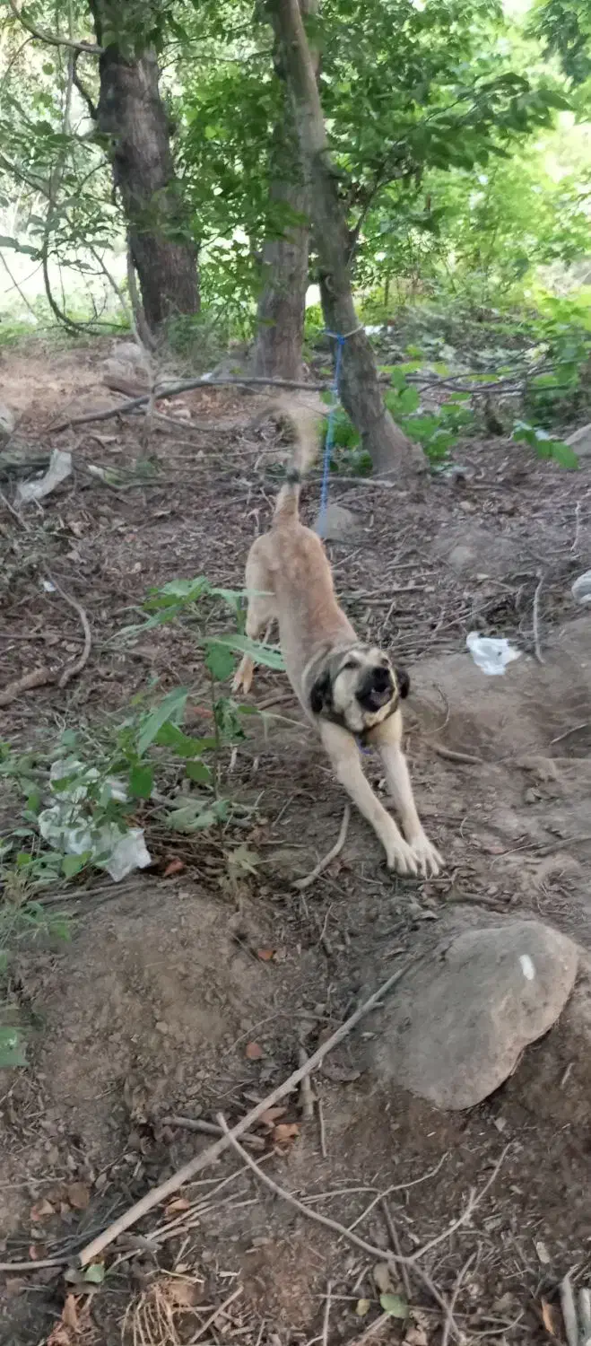 سگ گله|سگ|قزوین, |دیوار