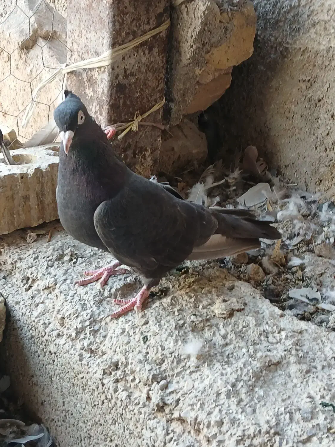 پنجتا کفتر روهم|پرنده|مرودشت, رودبال|دیوار