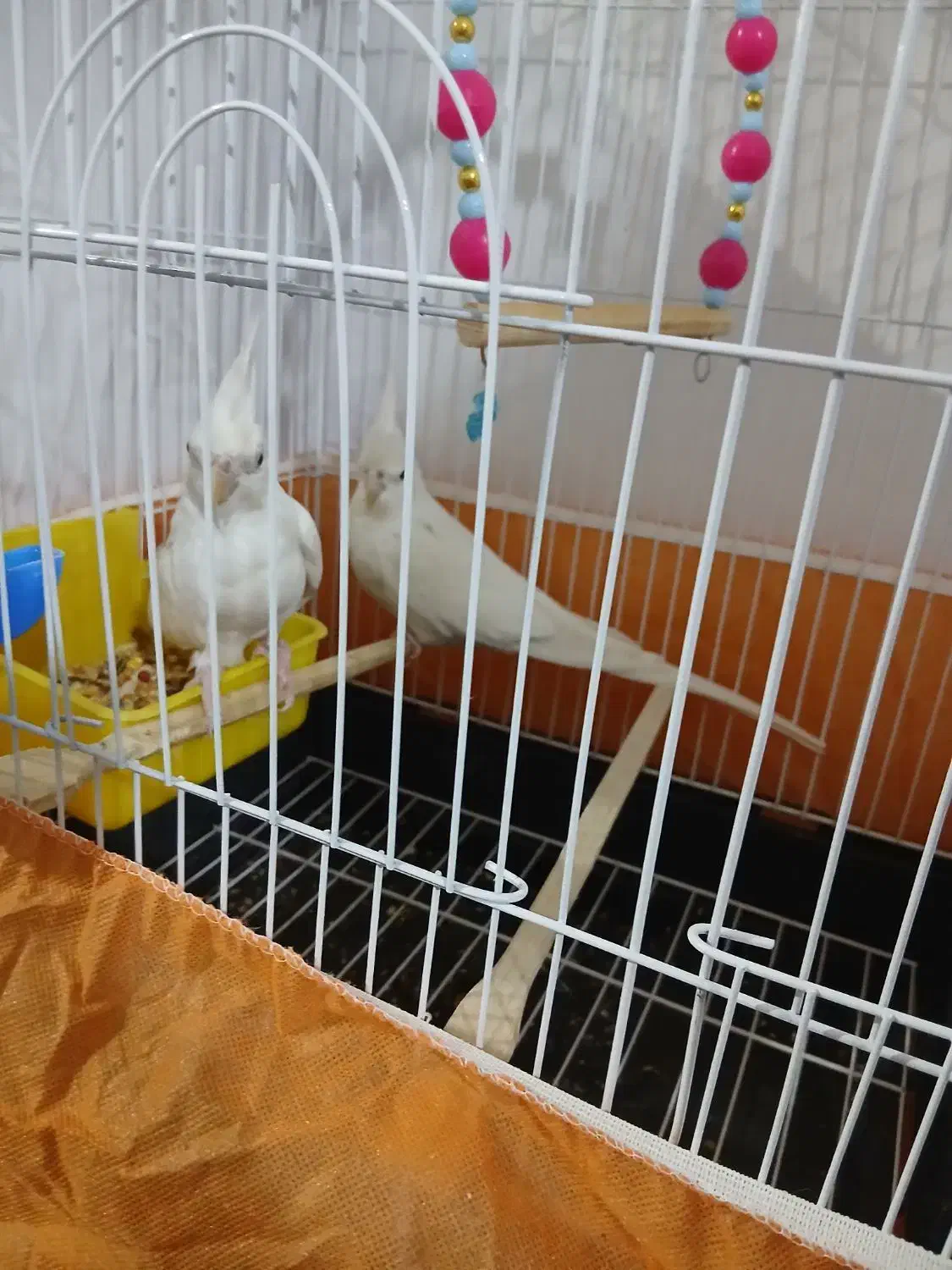 طوطی برزیلی|پرنده|چهارباغ, |دیوار