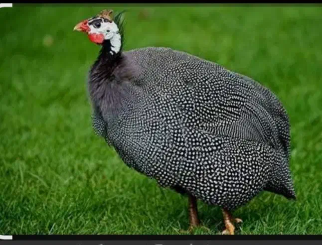 مرغ شاخدار|حیوانات مزرعه|رشتخوار, |دیوار