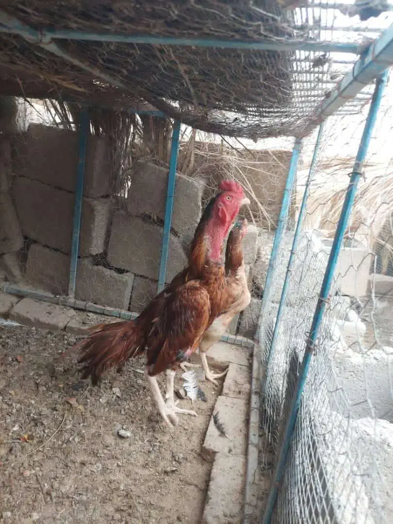 عروسک زنده|اسباب‌بازی بچه|سراوان, |دیوار