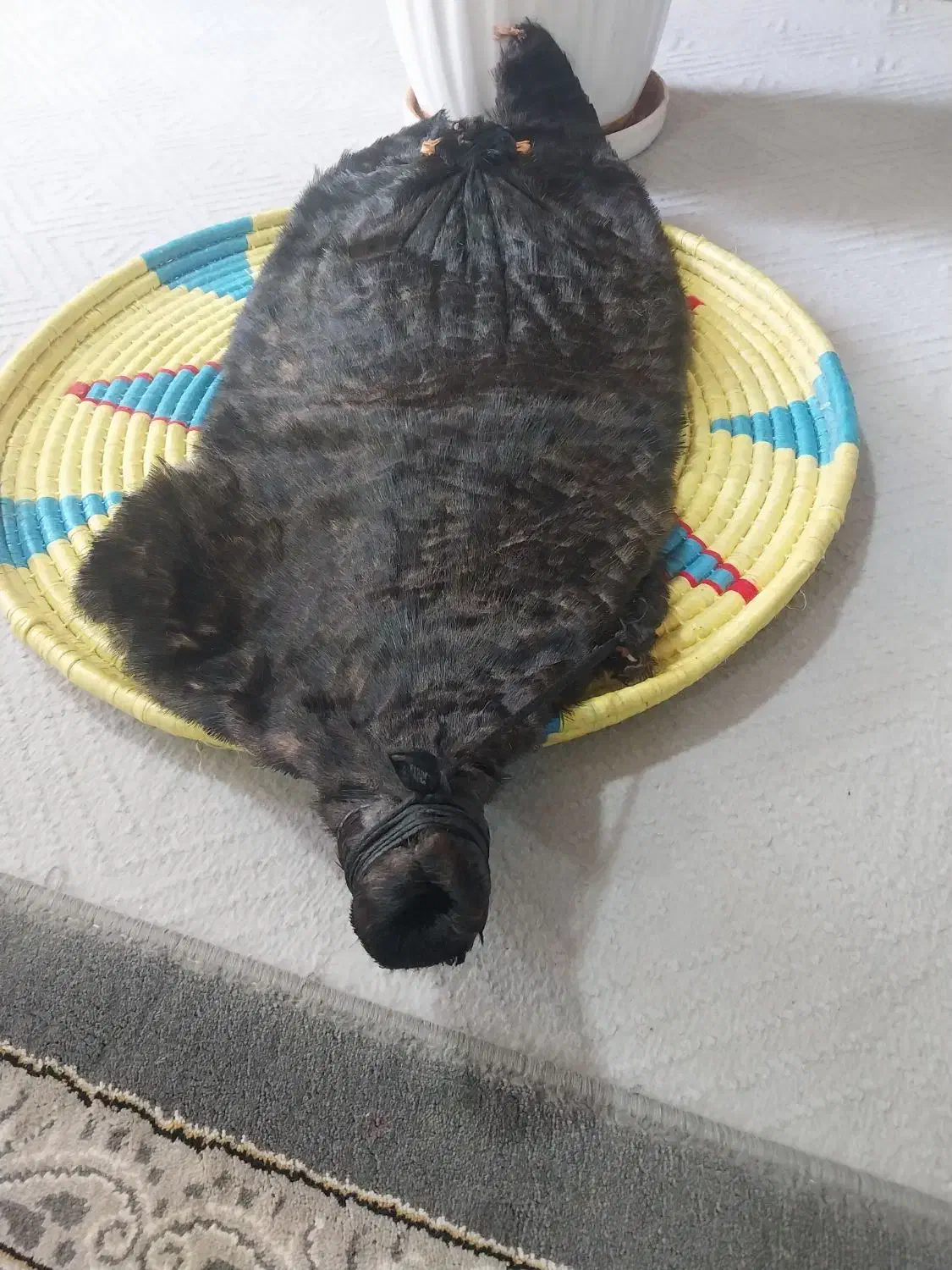 خیگ بزرگ|صنایع دستی و سایر لوازم تزئینی|ایذه, |دیوار