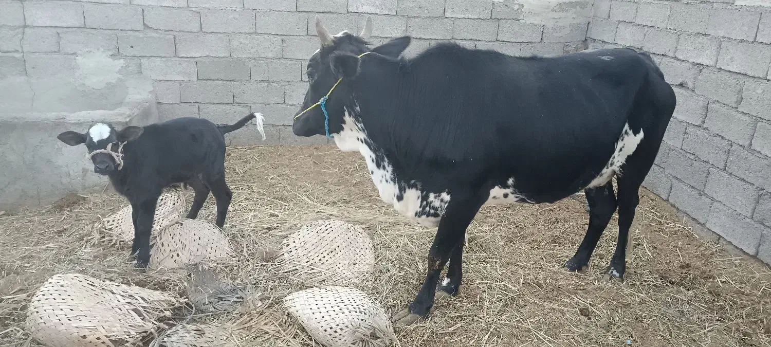 گاو فروشی برای مالداری|حیوانات مزرعه|هیدوچ, |دیوار