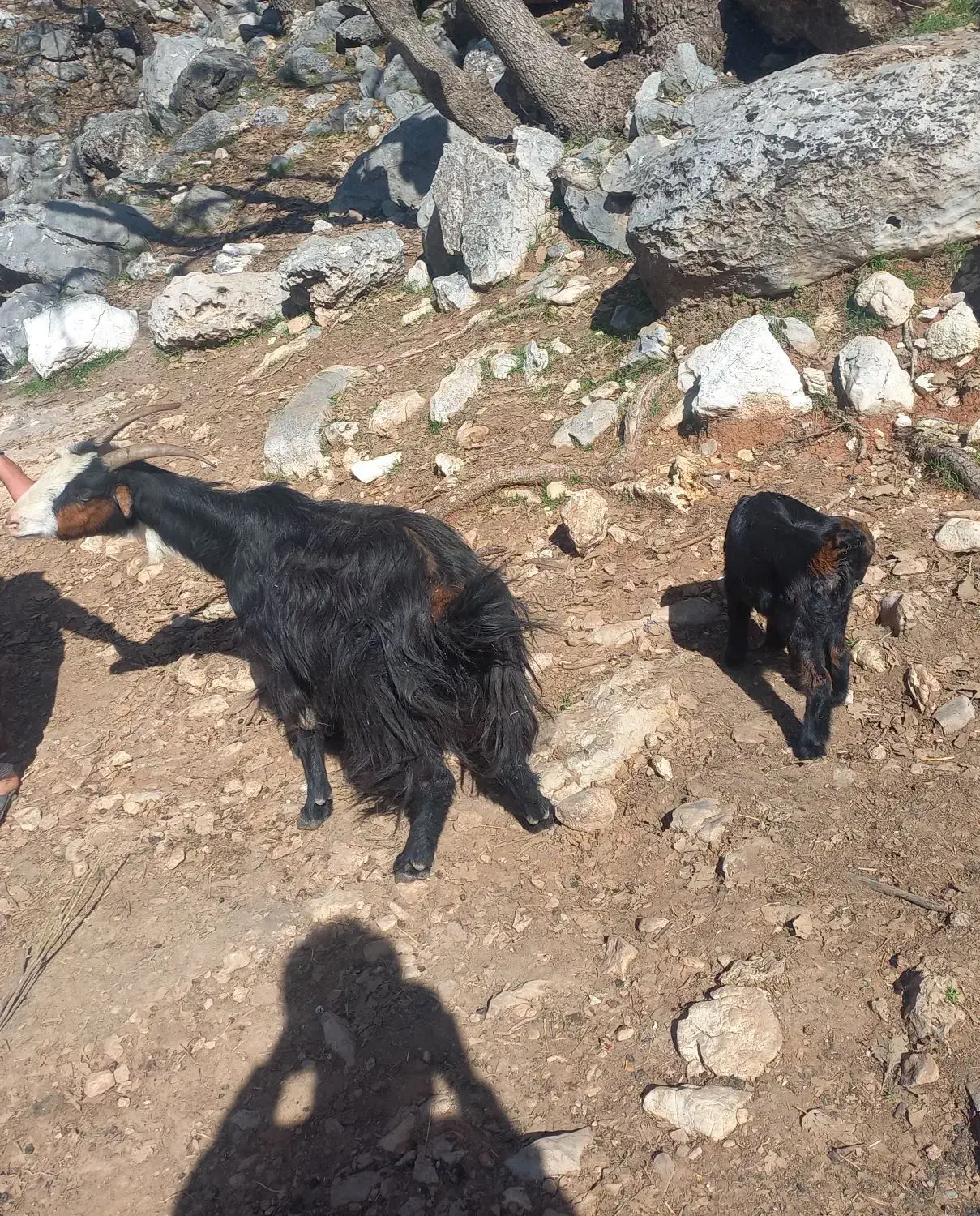 بزوبیگ|حیوانات مزرعه|دزفول, |دیوار