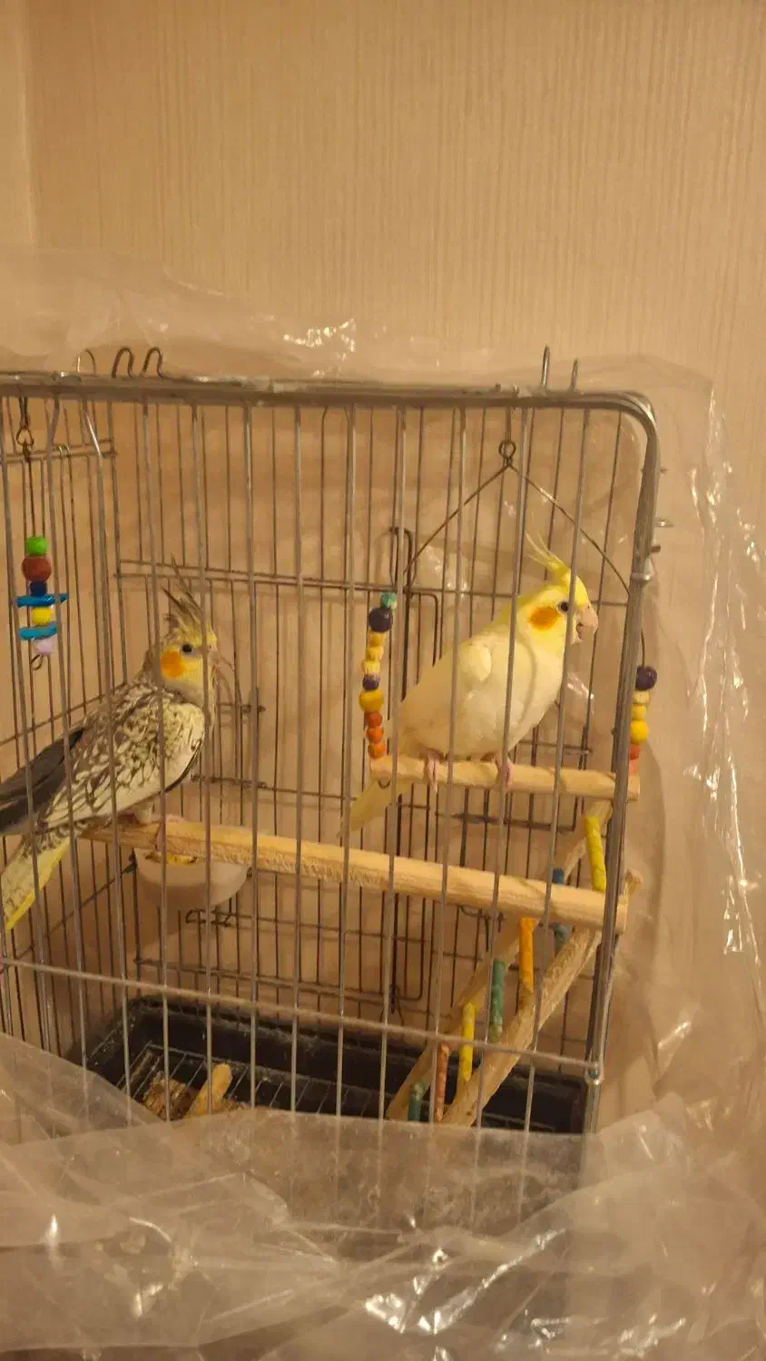 سلام یک جفت عروس هلندی با۳ عدد جوجه|پرنده|قدس, شهر‌قدس|دیوار