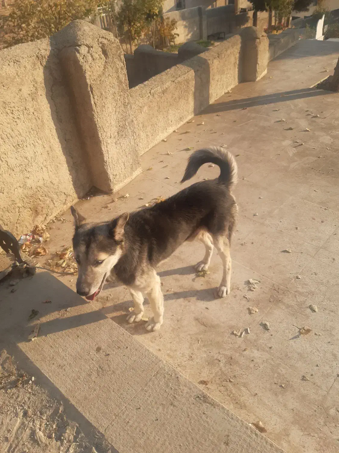 سک گرگی  ویلایی|سگ|لواسان, |دیوار