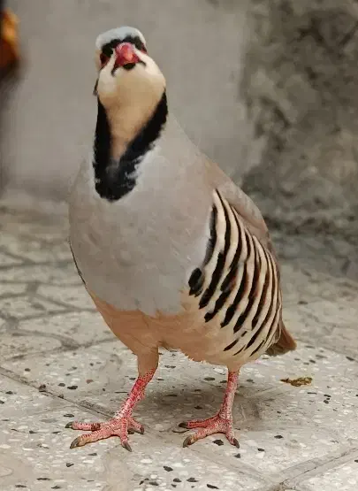 پرنده|پرنده|کوهدشت, |دیوار