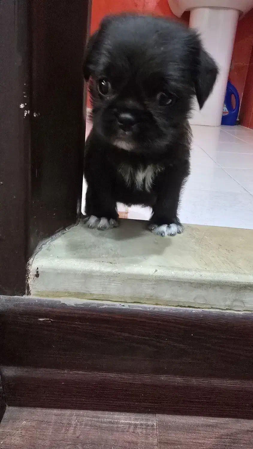 پیکینیز کراس|سگ|کرج, عظیمیه|دیوار