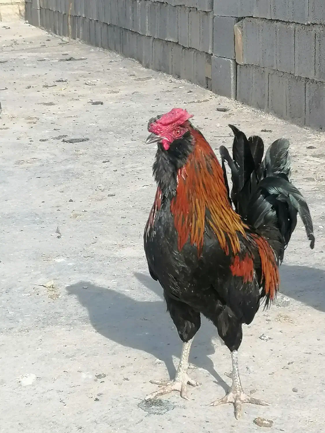 خروس|حیوانات مزرعه|شیراز, گچی|دیوار