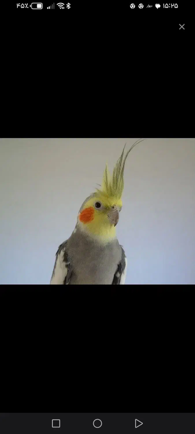 گمشده|حیوانات|اردبیل, |دیوار