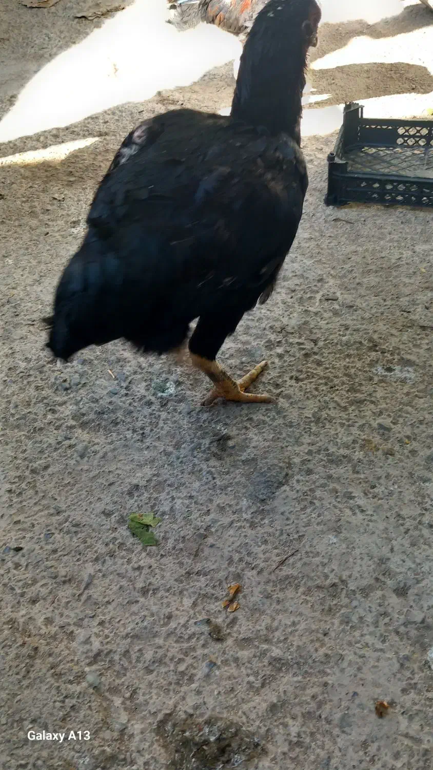 لاری|حیوانات مزرعه|مرند, |دیوار