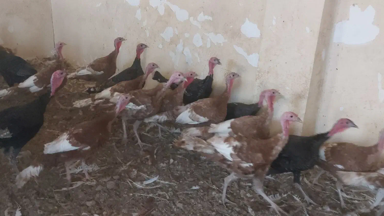 ۱۸عددبوقلمون نر وماده|حیوانات مزرعه|زیویه, |دیوار