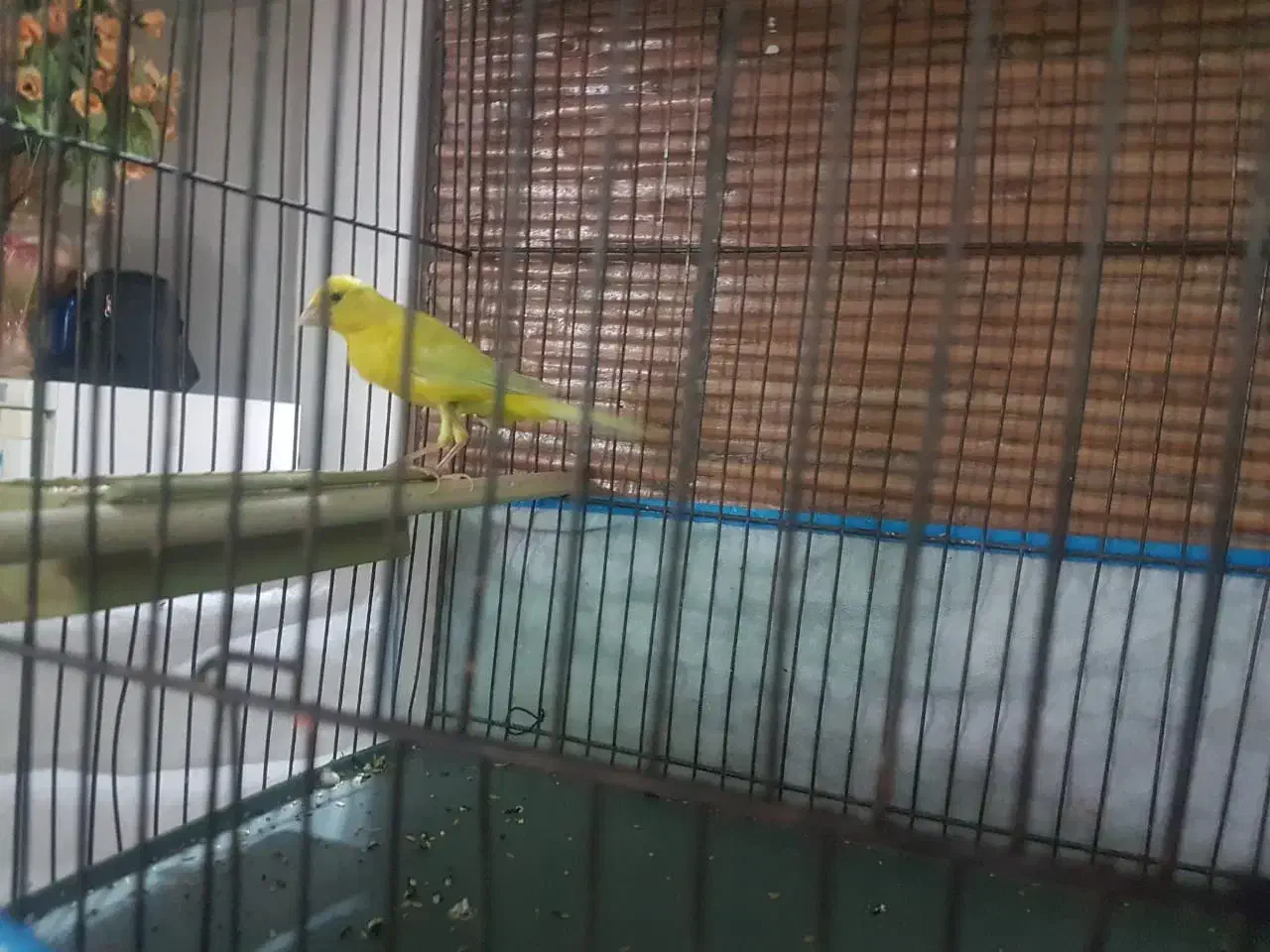 نر و ماده زرد اماده|پرنده|شاهینشهر, گزبرخوار|دیوار