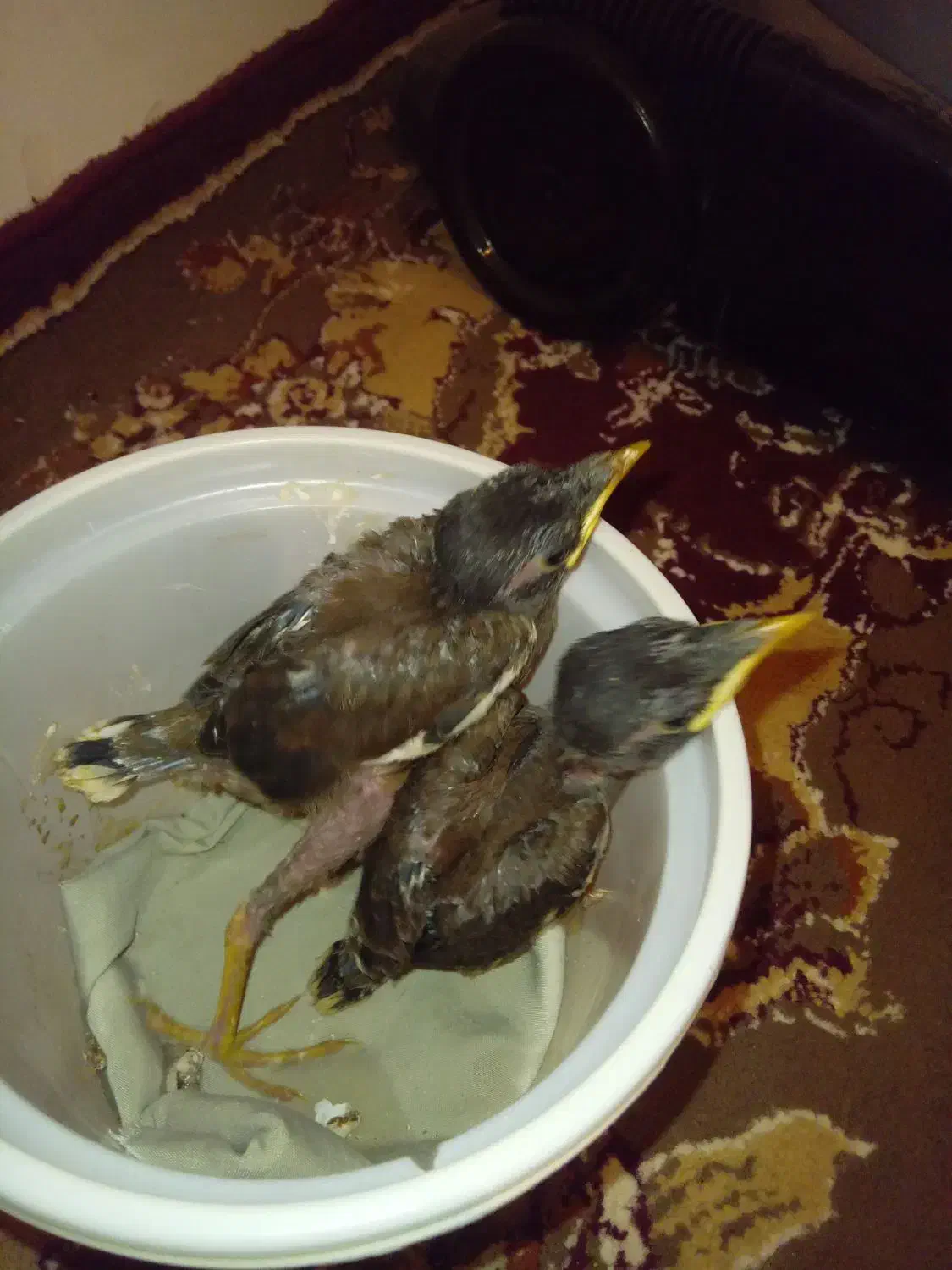 مینا|پرنده|تربت جام, حافظ|دیوار