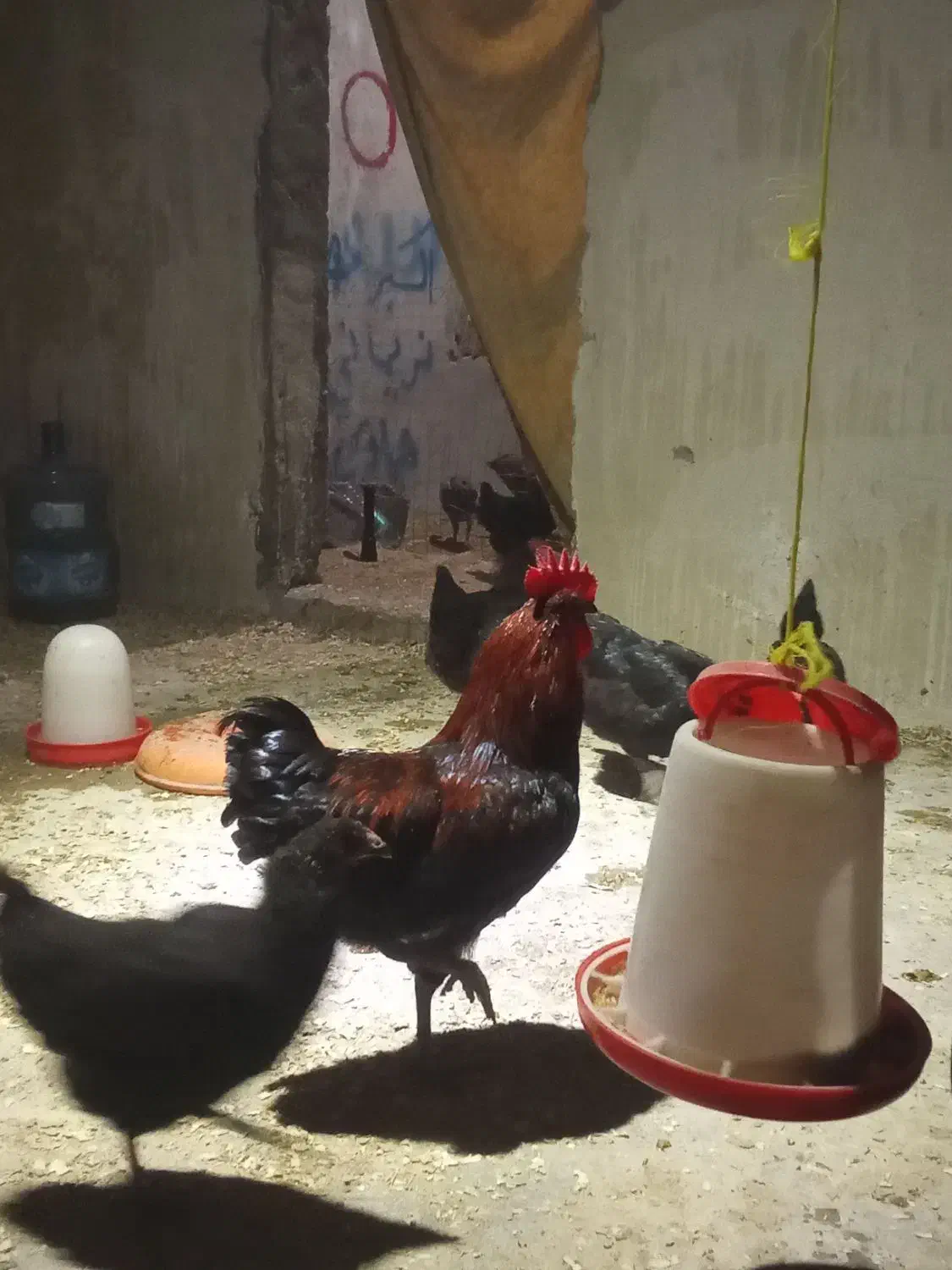 خروس محلی|حیوانات مزرعه|نوشهر, |دیوار