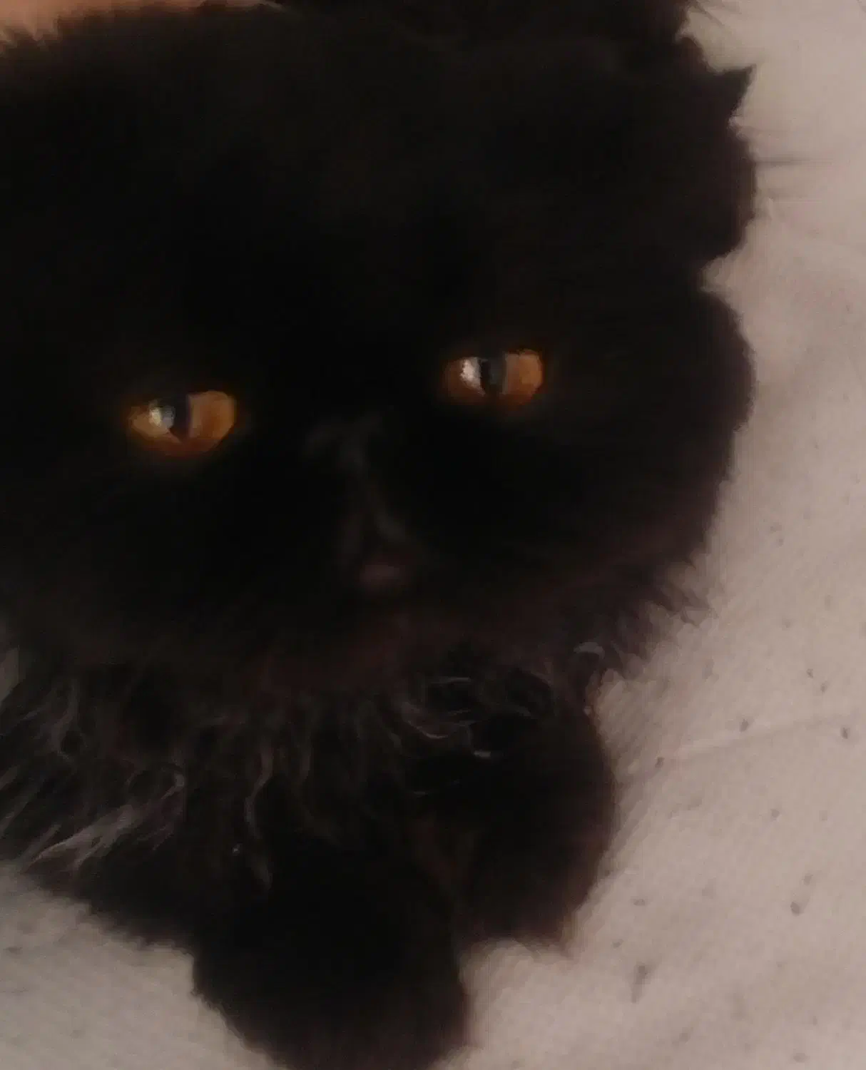 واگذاری گربه بانمک ودوستداشتنی برتیش|گربه|صدرا-فارس, فاز ۱|دیوار