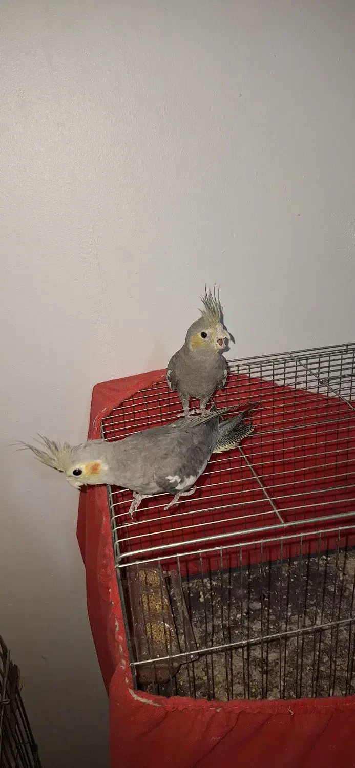 عروس هلندی|پرنده|رباط‌کریم, رباط‌کریم|دیوار