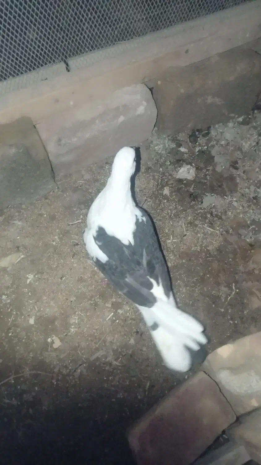 دوکت جوانه|پرنده|سراوان, |دیوار