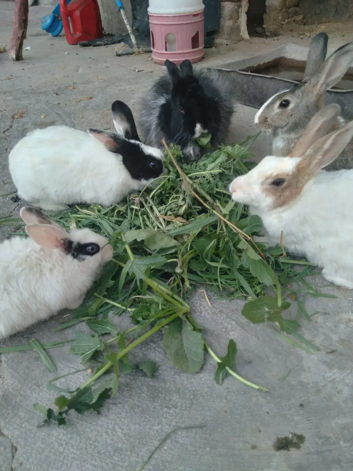 خرگوش|موش و خرگوش|خرمآباد, |دیوار