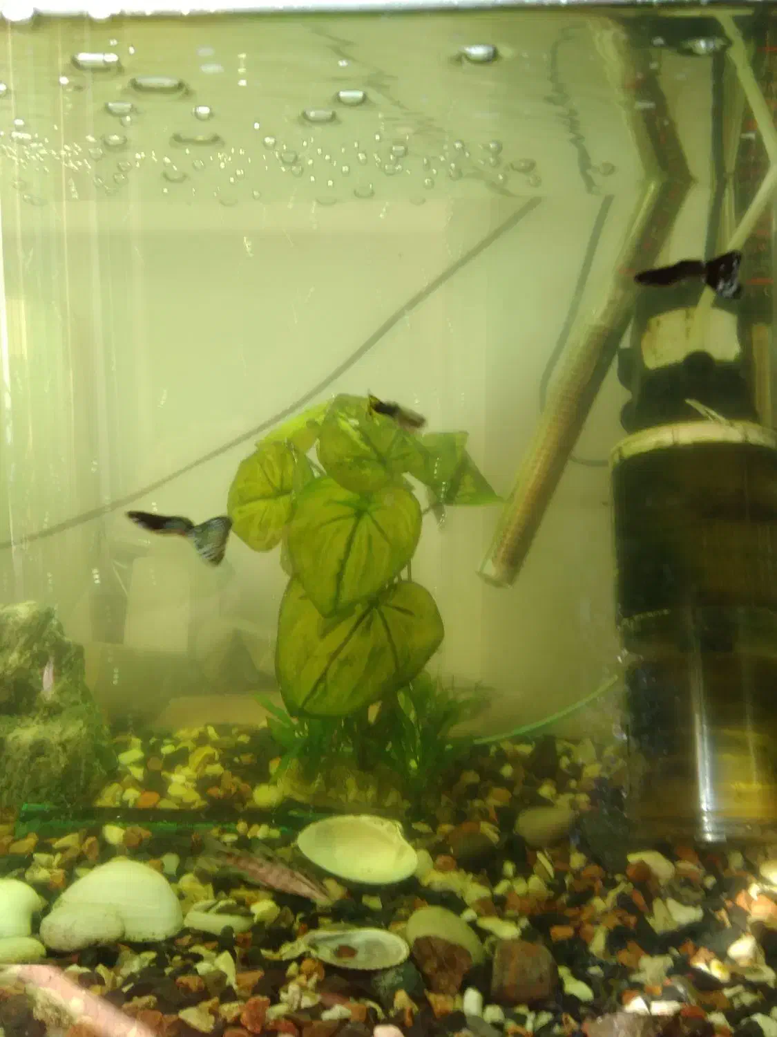 آکواریوم|ماهی|بروجرد, |دیوار