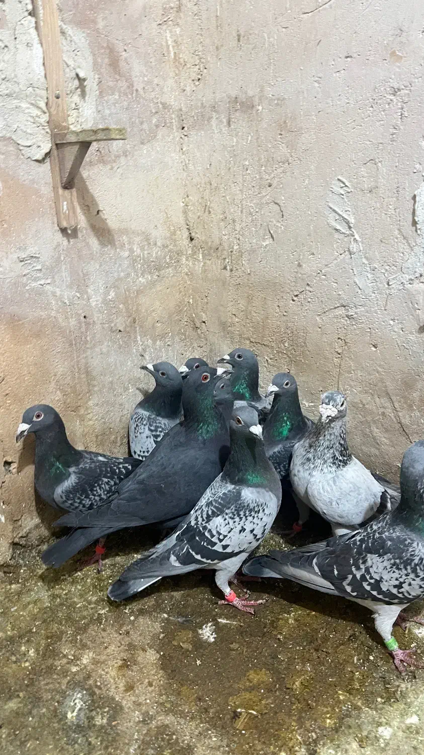 کفتر پلاکی زد خوردی|پرنده|شیراز, شهرک قمشه|دیوار