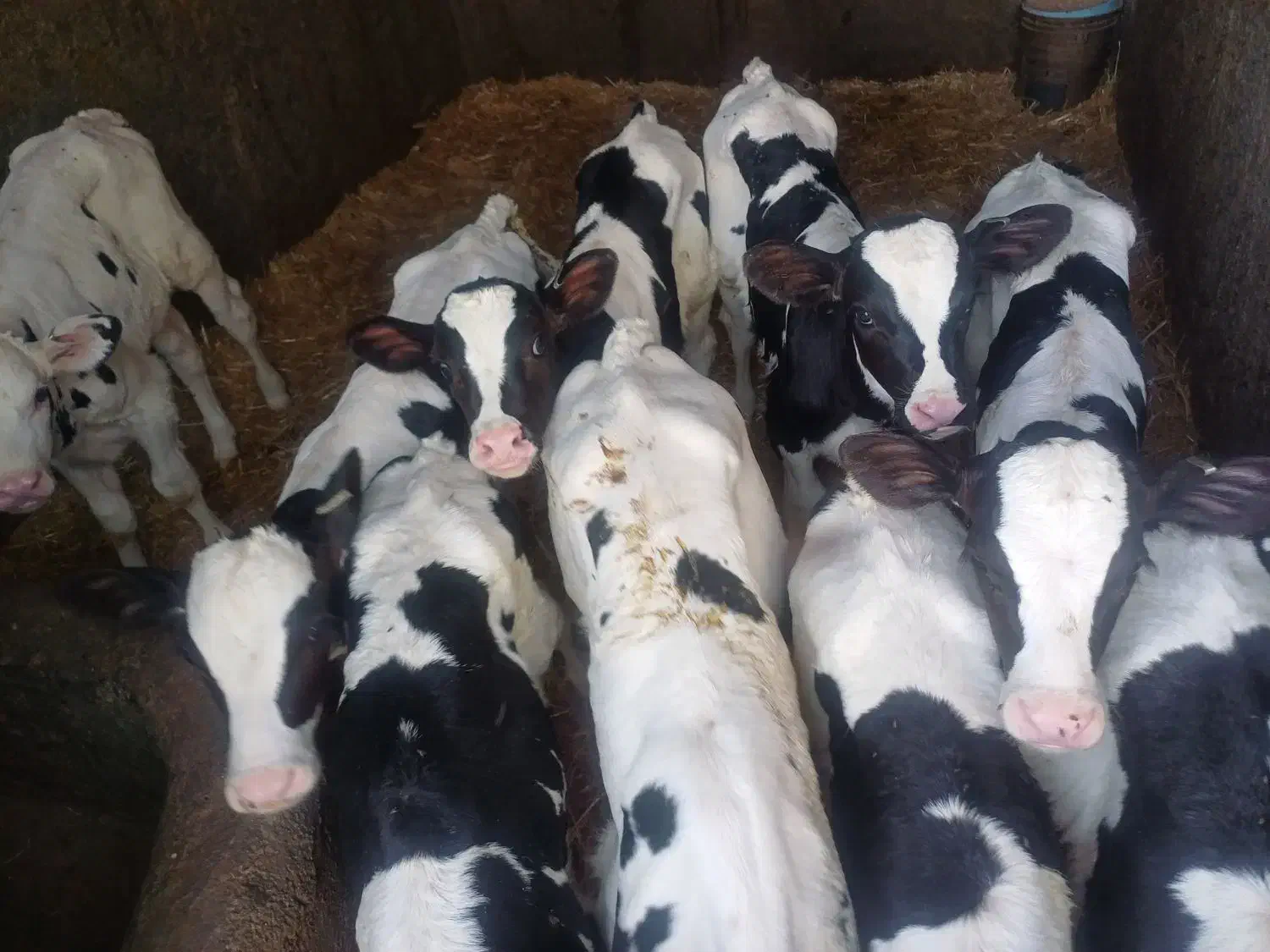 گاو گوساله تلیسه|حیوانات مزرعه|اصفهان, گرکان|دیوار