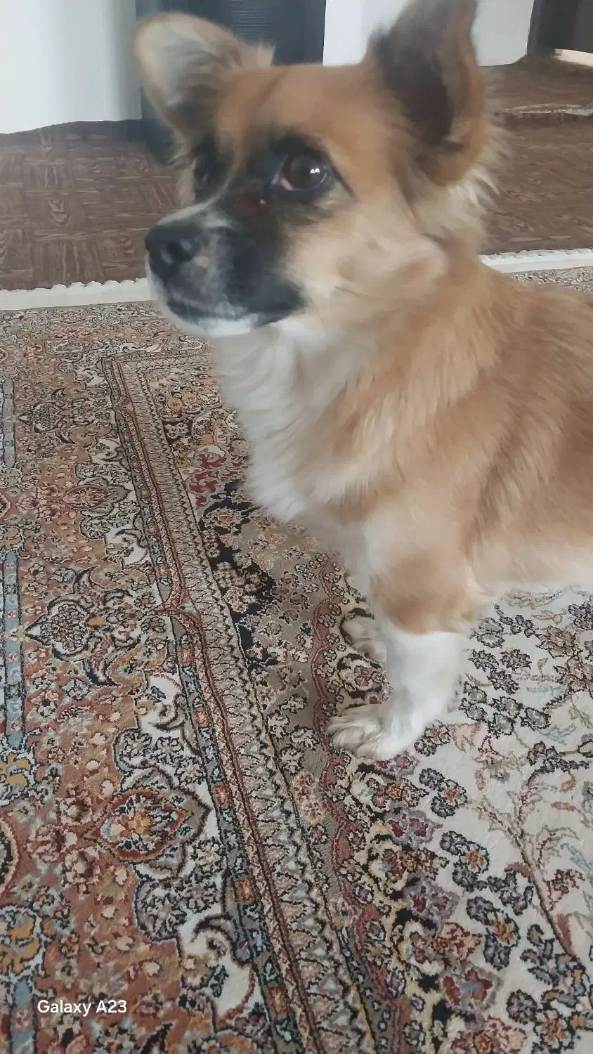 سگ اشپیتز روباهی|سگ|سنندج, |دیوار