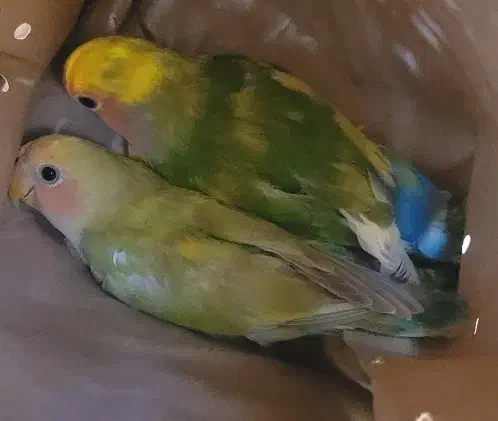 برزیلی ۲ماهه|پرنده|قزوین, |دیوار