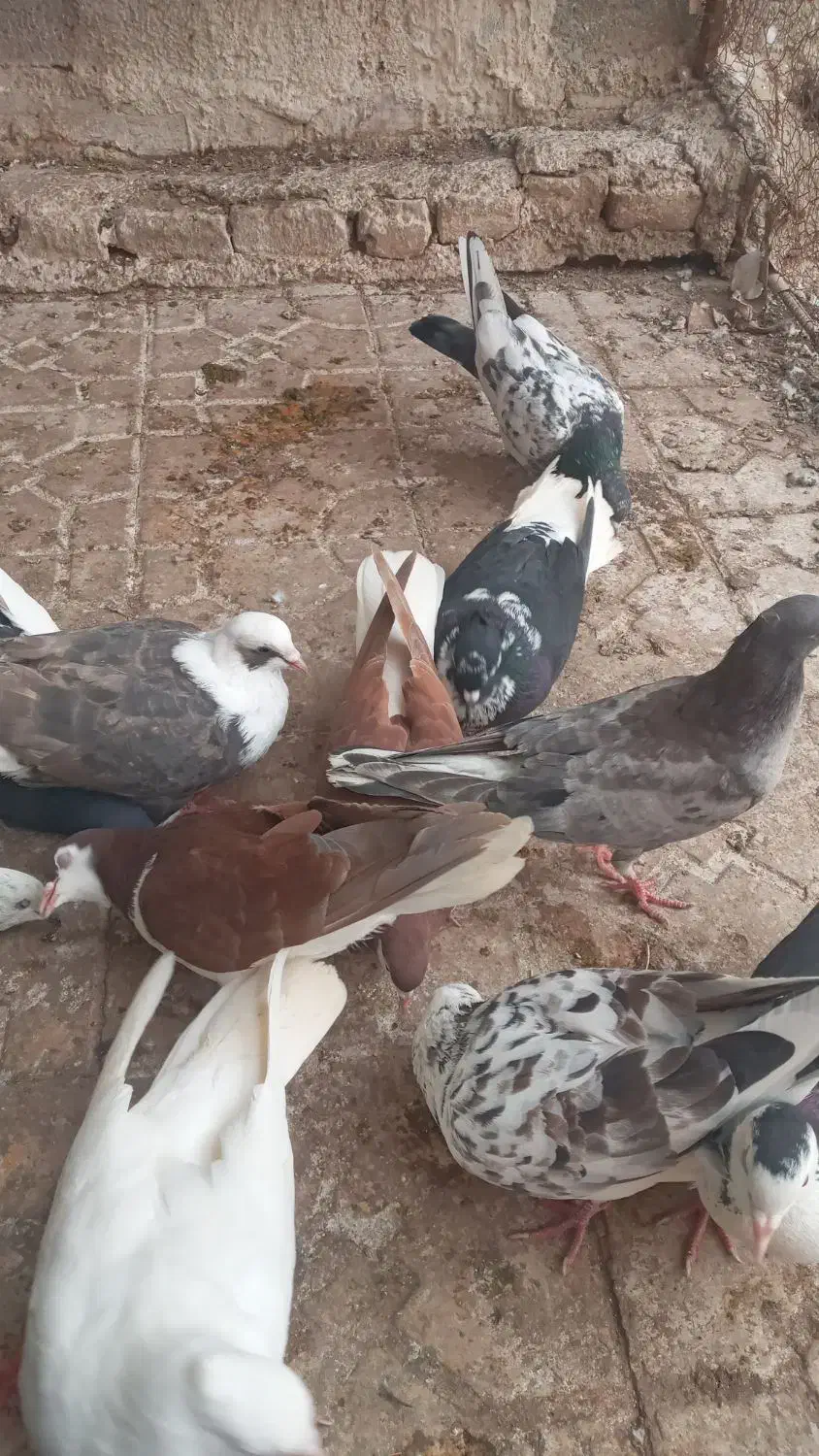 کبوتر رنگی|پرنده|خرمشهر, |دیوار