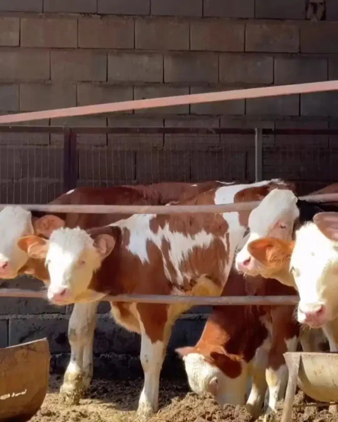 دام‌شهر بندرترکمن فروش بهترین گوساله پرواری|حیوانات مزرعه|ساوه, |دیوار