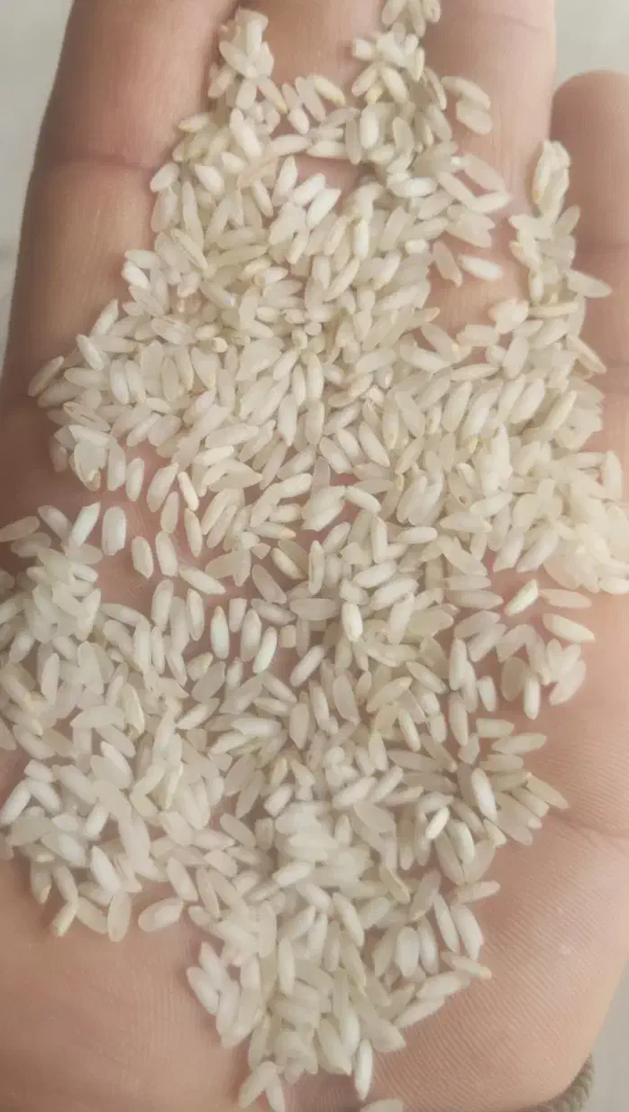 برنج عنبربو / عنبر بو کامفیروزی با عطر و طعم عالی|خوردنی و آشامیدنی|شیراز, داریون|دیوار