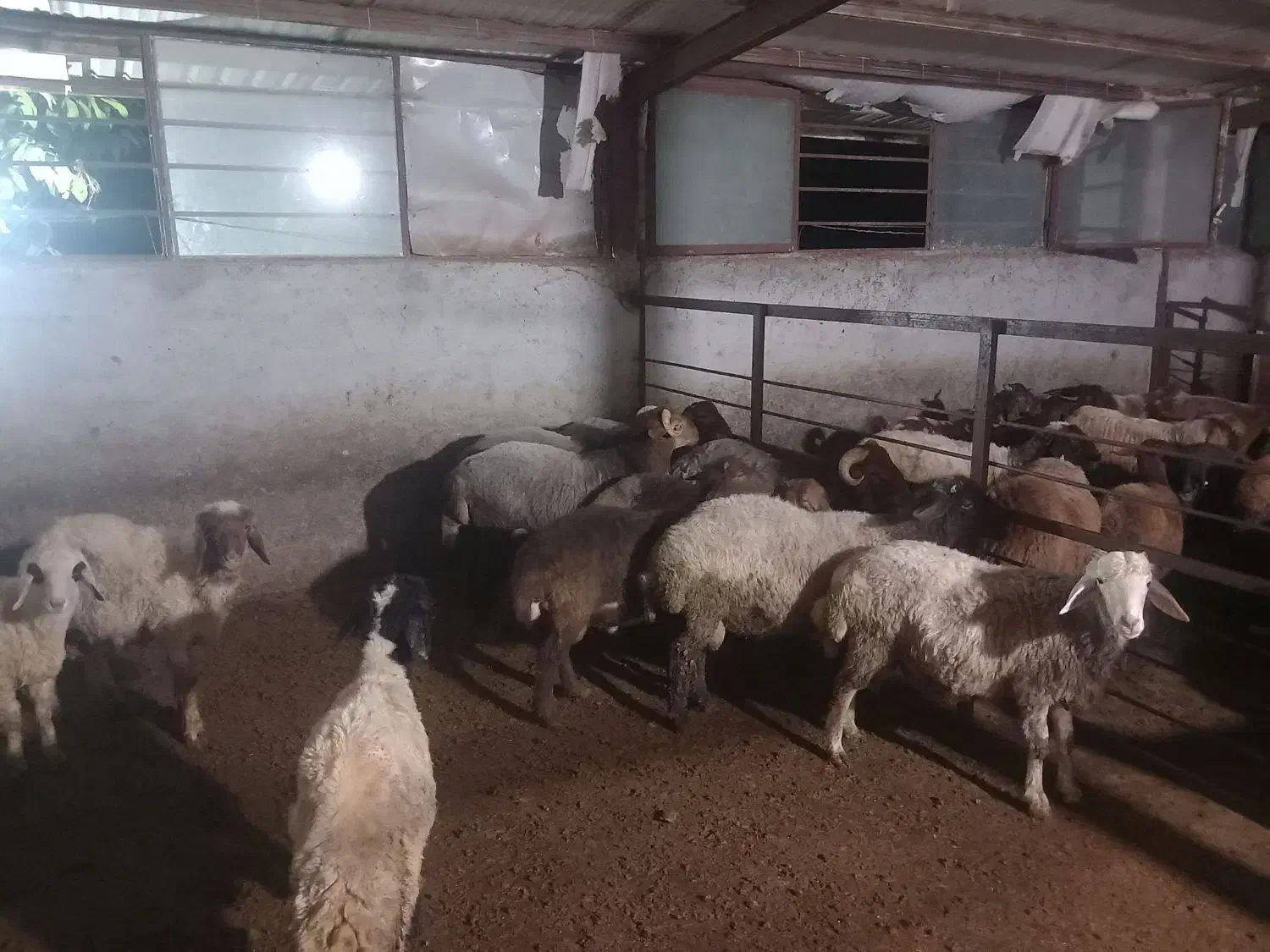 بره نر و گوسفند داشتی|حیوانات مزرعه|نکا, |دیوار