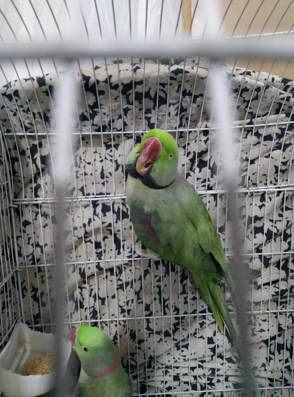 فروش دو عدد شاه طوطی نر کینگ سایز|پرنده|ری, جوانمرد قصاب|دیوار